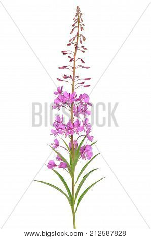 Flower Chamerion angustifolium isolated on white background