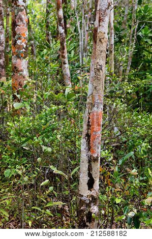 Trees In Madagascar Rainforest