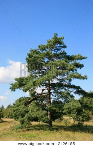Oude Fir Tree
