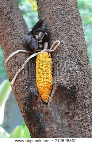 Corn on the bait on the tree