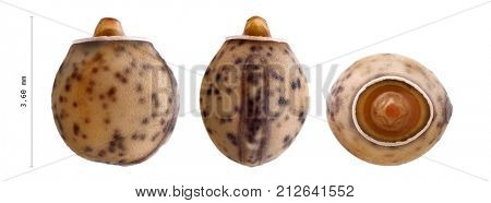 Egg of stick insect - Paramenexenus laetus 3.6 mm