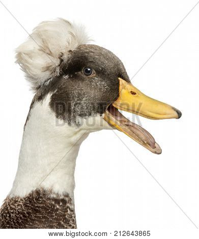 Close-up of a Male Crested Duck, lophonetta specularioides, quacking, isolated on white