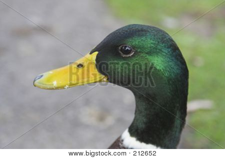 Enten 101