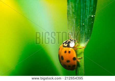 Ladybug on green grass macro close up with defocused background