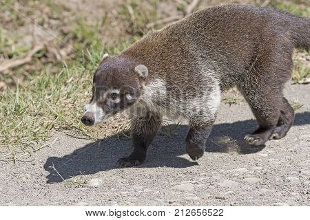 Close up of a Coati near Monteverde Costa Rica