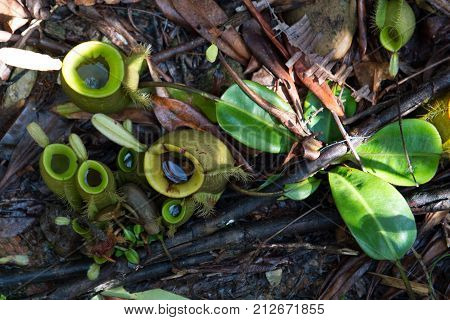 Pitcher plants on the ground in a rainforest
