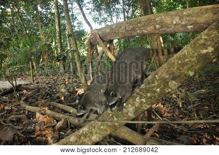 Raccoon the bouncing pet in the Manuel Antonio National Park in Costa Rica.