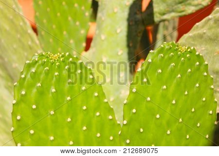 Green cactus drows at summer sun light