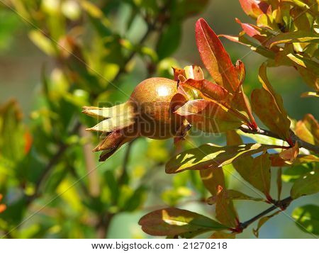 Pomegranate