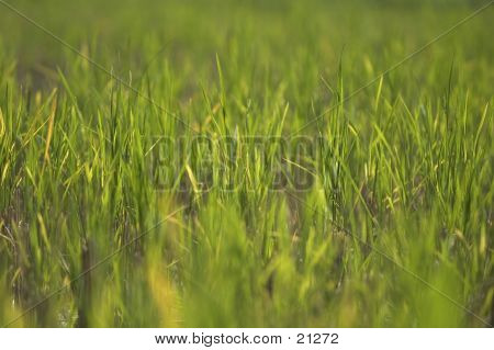 Paddyfield