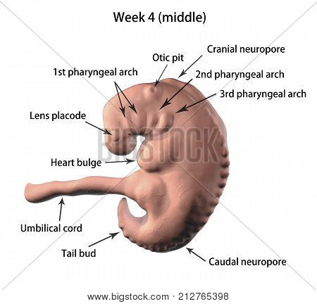 Pregnancy. 4 weeks embryo, middle part of the fourth week, scientifically accurate 3D illustration