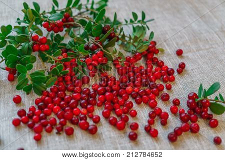 Berries of red cowberry along with twigs with green leaves.