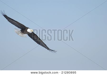 Aquila calva