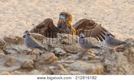 An immature Bateleur eagle displaying in front of Cape Turtle Doves at a waterhole in the Kgalagadi Transfrontier Park straddling South Africa and Botswana.