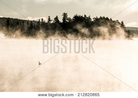 Duck swimming in lake of two rivers in algonquin national park ontario canada sunset sunrise with much fog foggy background