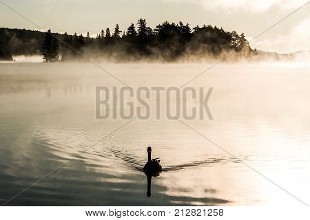 Duck swimming in lake of two rivers in algonquin national park ontario canada sunset sunrise with much fog foggy background