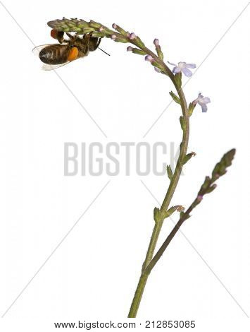 Western honey bee or European honey bee, Apis mellifera, carrying pollen in front of white background