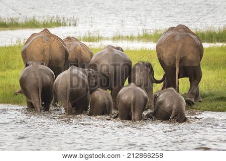 Elephant herd bathing at Minneriya National Park, Sri Lanka, walking together away from the camera.