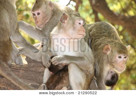 Macaco dalla coda lunga