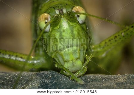 face-to-face to locust, macro photo was taken in the South of Russia in Volgograd