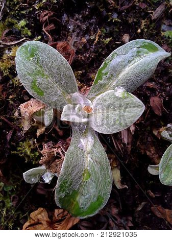 Frost in Perennial Cornflower / Centaurea Montana Leaves