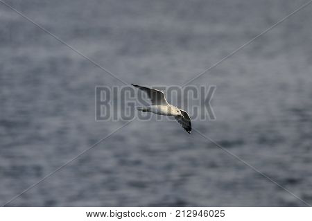Immature Ring-billed Gull banks over gray waters of Acushnet River