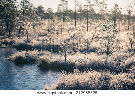 A beautiful morning landscape in a frozem swamp. A small swamp ponds in autumn. Quagmire un wetlands with reflections. White frozem grass.