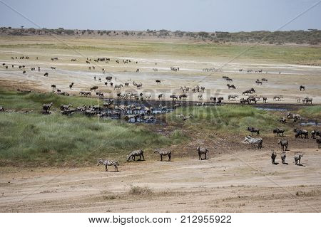 View over dry lake at Ndutu, with zebra and wildebeest looking for water