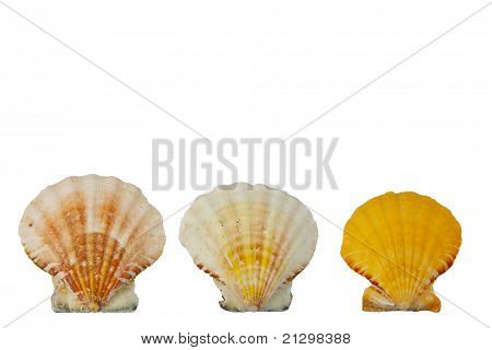 Conchiglie