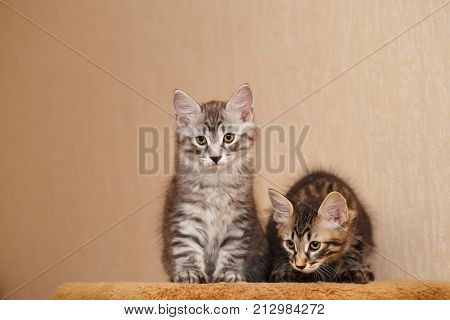 Two cute little kitty bobtail looking down. Pets. Hypoallergenic cat breed. Portrait