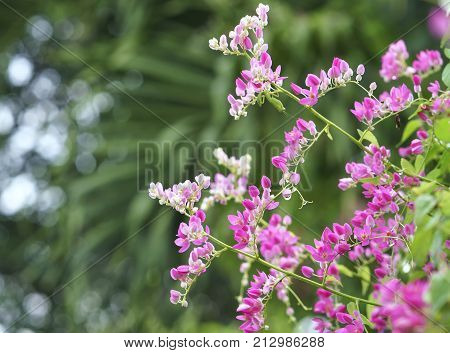 The antigonon leptopus blooms in the garden, this is a white, purple flowers interwoven with each other, the vines grow along the fence to decorate the corridor.