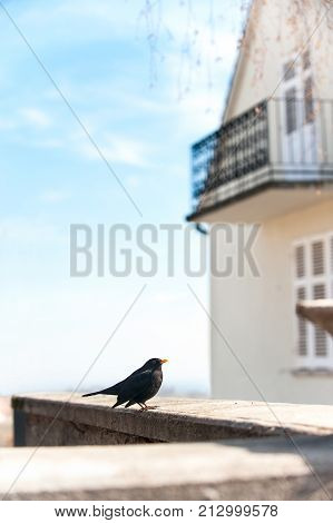 European starling Perched busk on warm spring sunlight. Bright colored outdoors vertical image.