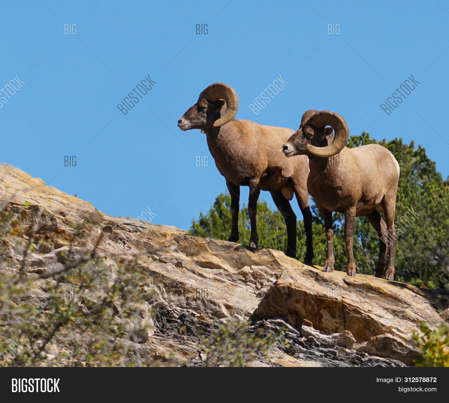 Two Big Horn Rams Image & Photo (Free Trial) | Bigstock
