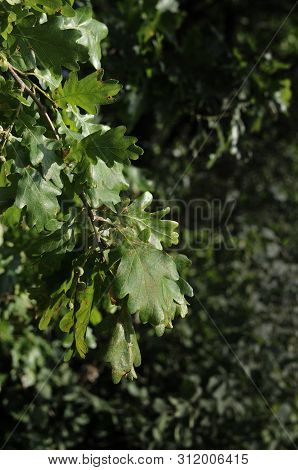 Varicolored Oak Leaves. Oak Branch With Green Oak Leaf, Selective Focus. Colorful Oak Leaves In Beau
