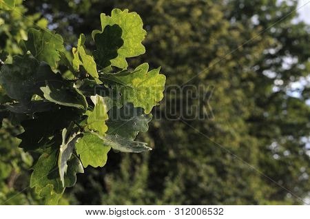 Varicolored Oak Leaves. Oak Branch With Green Oak Leaf, Selective Focus. Colorful Oak Leaves In Beau
