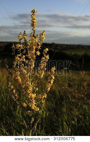 Inflorescence Of Wooly Mullein Verbascum Pyramidatum. The Yellow Flowers And Leaves Are Anodyne Anti