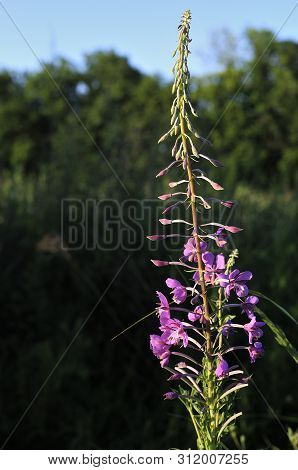 Young Branch Willow-tea Chamaenerion With The First White Flowers. The First Morning Sun Rays Of The