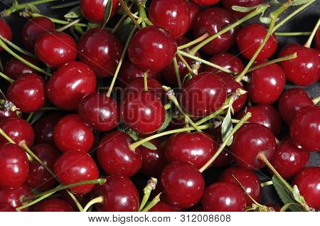 A Large Cream Dish Filled To The Top With Cherries And Petioles, Next To It There Are Green Leaves,