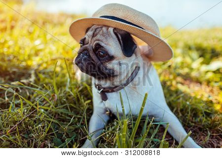 Pug Dog Sitting By River Wearing Hat. Happy Puppy Waiting A Command Of Master. Dog Chilling Outdoors