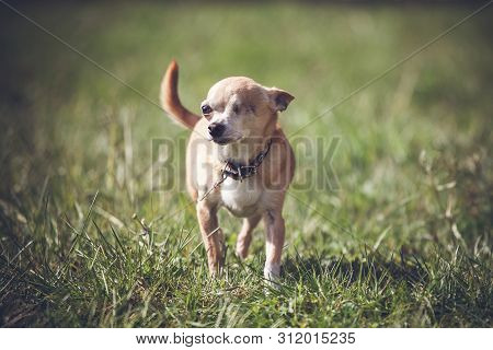 Eyeless Chihuahua Dog, 12 Years Old On Grass