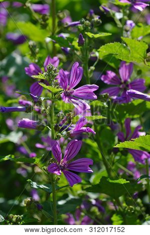 Flowers Of Wild Mallow, Malva Silvestris, Bavaria, Germany, Europe