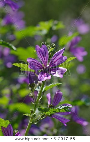 Flowers Of Wild Mallow, Malva Silvestris, Bavaria, Germany, Europe