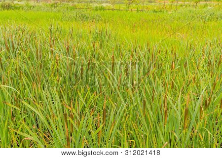 Tall Reeds And Cat-of-nine-tails Growing In Wilderness Park On Rainy Morning.