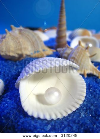 oyster