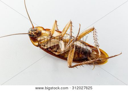 Periplaneta Is A Genus Of Cockroaches. The Group Is Known As Set By Cockroaches Due To The Reddish C