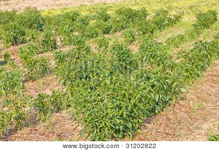De velden chili paprika