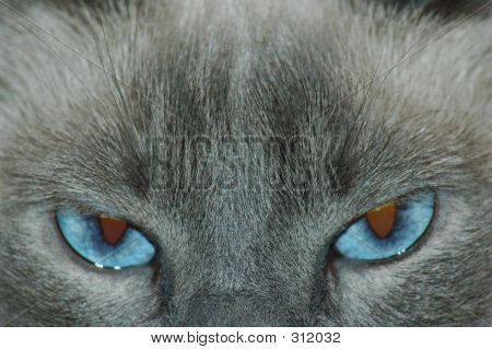 Gato