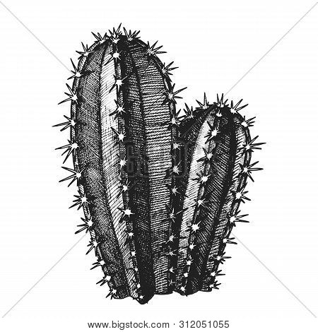 Cereus Hildmannianus Cactus Hand Drawn Vector. Sharp Spines Cactus Tree-like Growth Habit With Disti