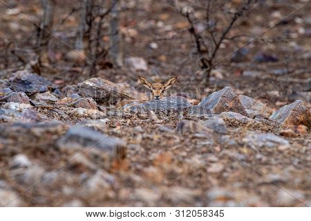 Chinkara Or Gazella Bennettii Or Indian Gazelle Fawn Split With Her Mother And Found Alone At Rantha