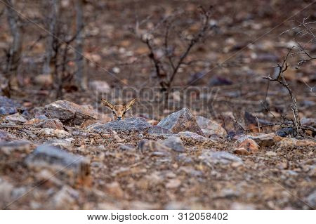 Chinkara Or Gazella Bennettii Or Indian Gazelle Fawn Split With Her Mother And Found Alone At Rantha